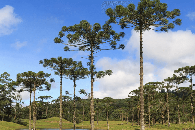 Araucaria