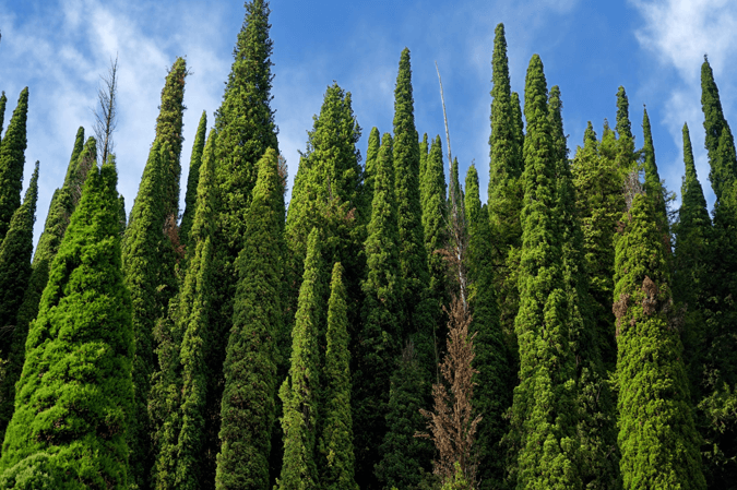 Cypress