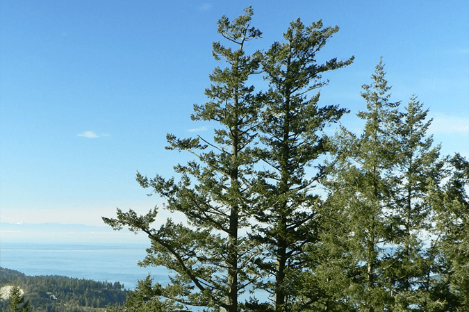 Douglas Fir