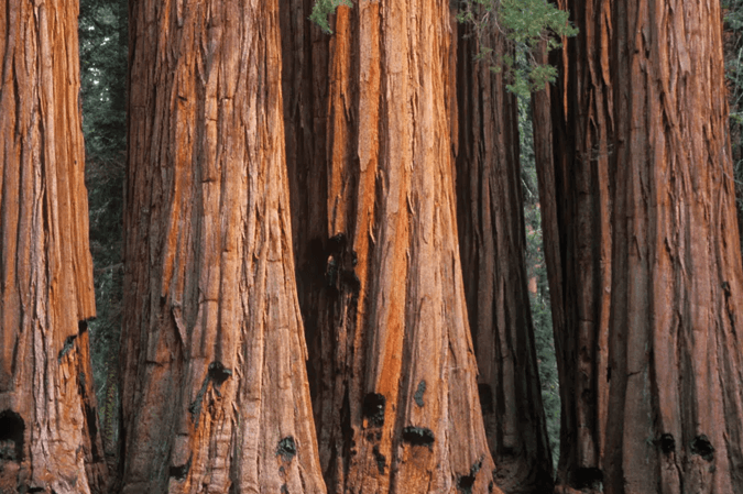 Redwood