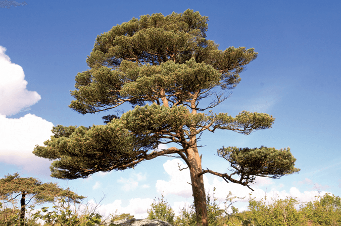 Scots Pine