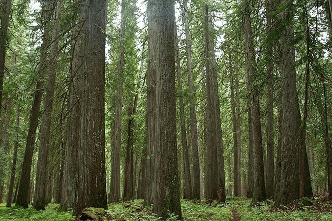 Western Redcedar